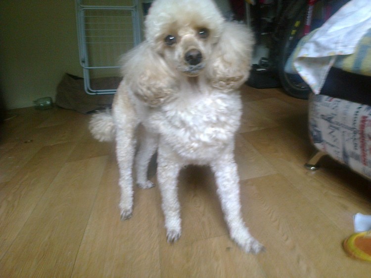 Смесь Болонки и чихуахуа