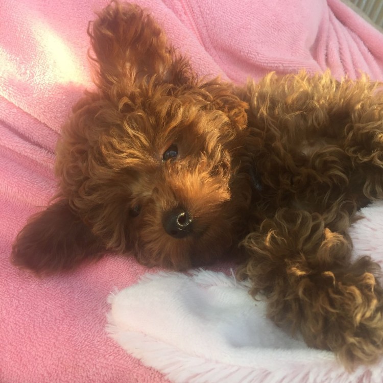 Тедди собака порода