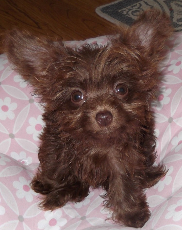 Метис ши тцу и пуделя