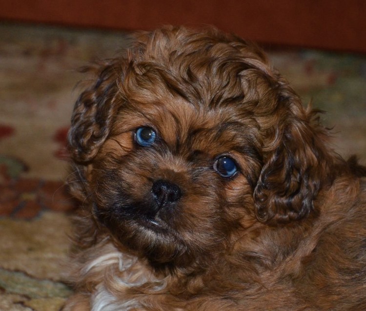 Метис пекинеса и пуделя