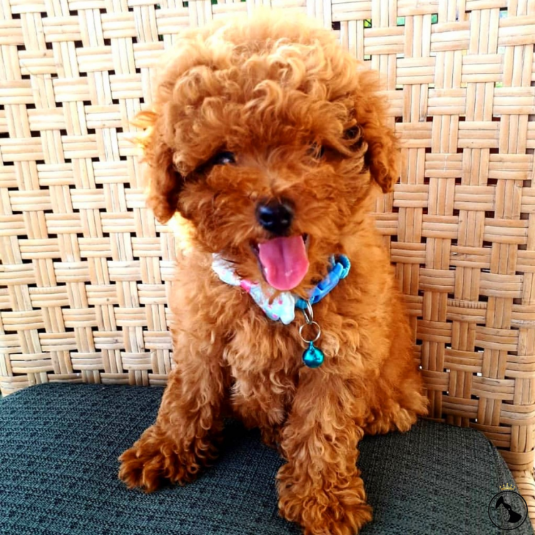 Метис пуделя и шпица