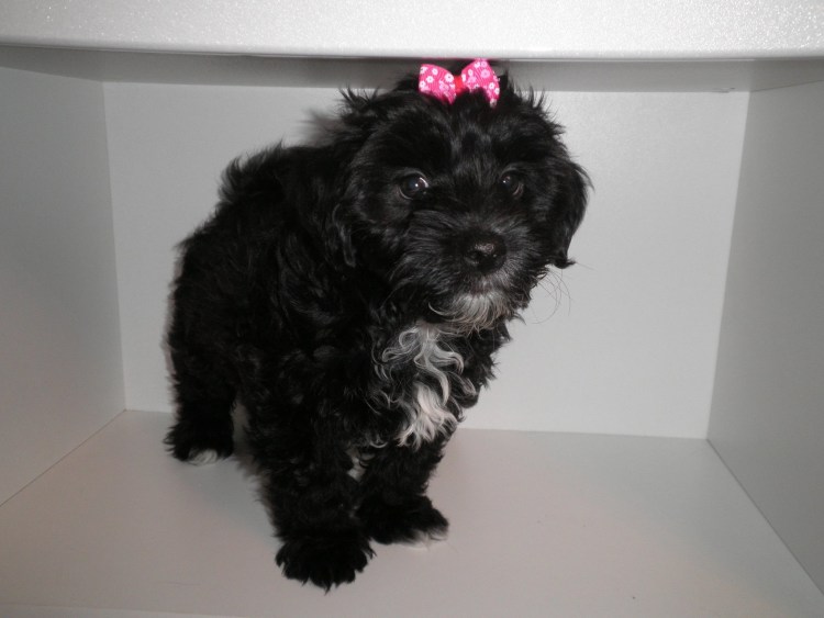 Померанский шпиц и пудель