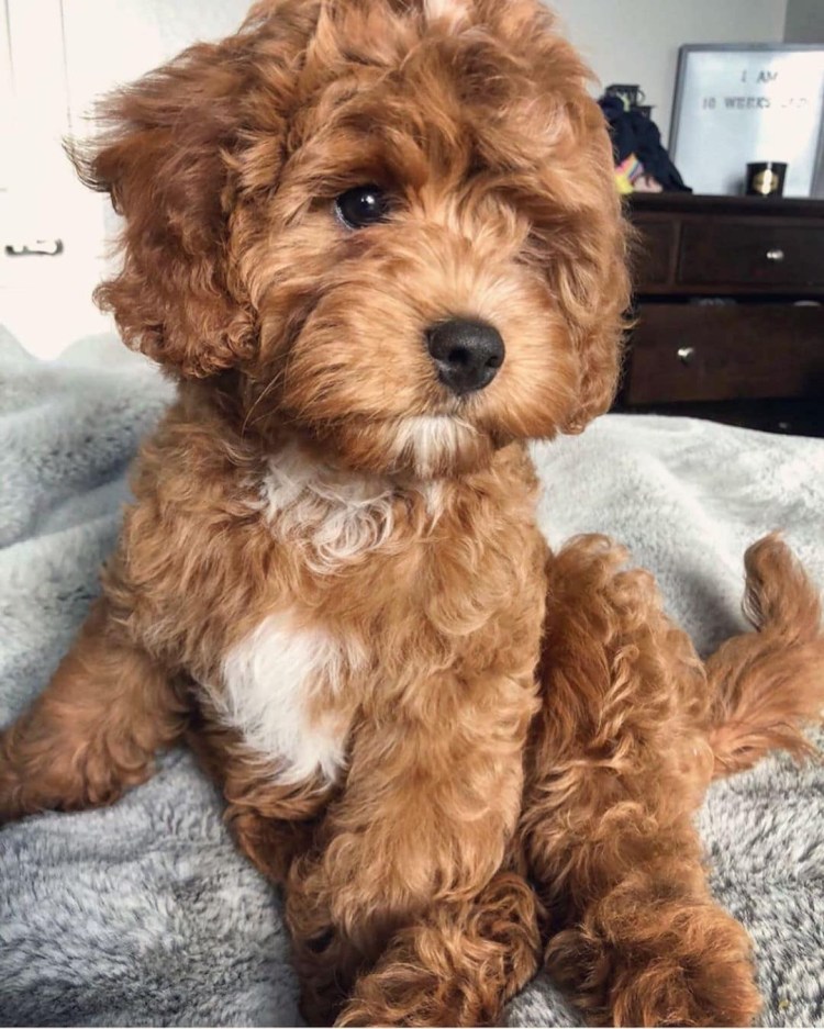 Тедди пудель мальтипу