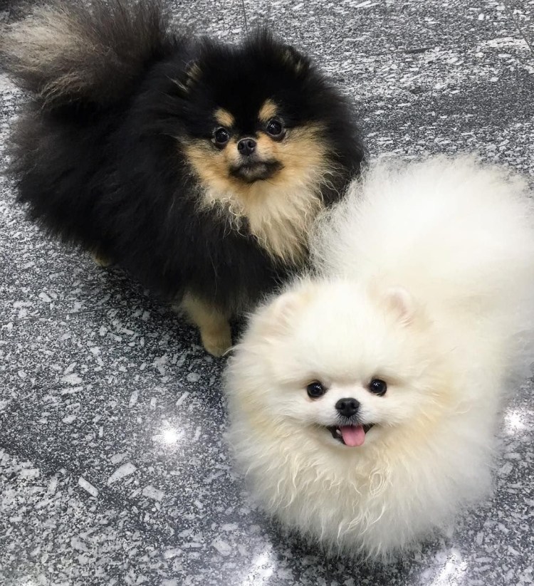 Пудель длинношерстный