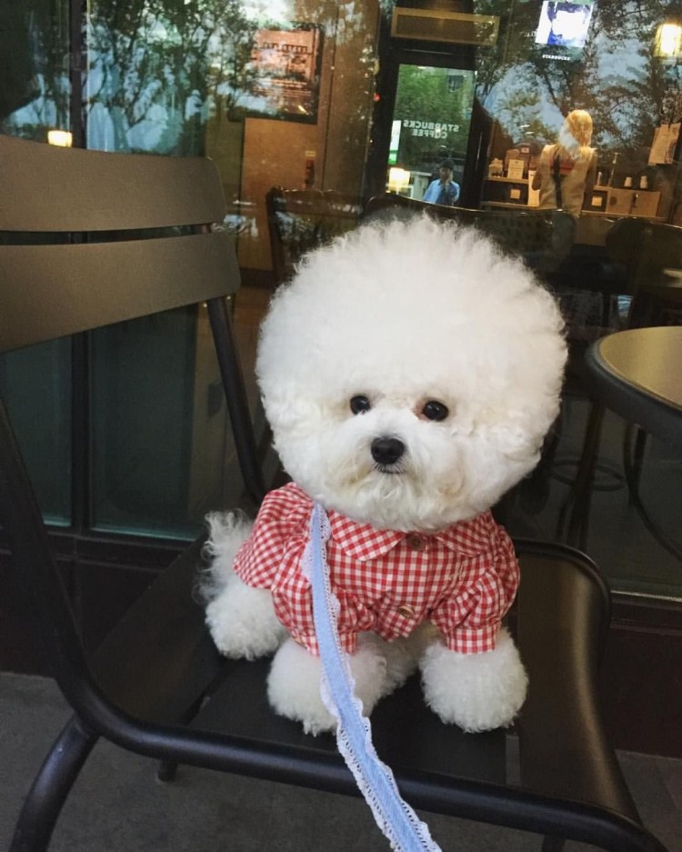 Мальтипу Купер