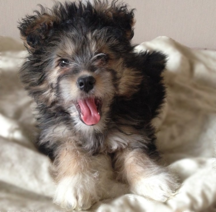 Смесь пуделя и мальтийской Болонки