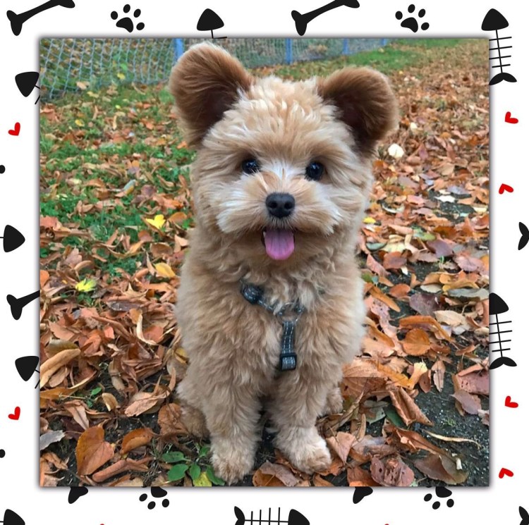 Йоркширский пудель