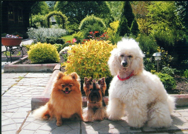 Той пудель и померанский шпиц