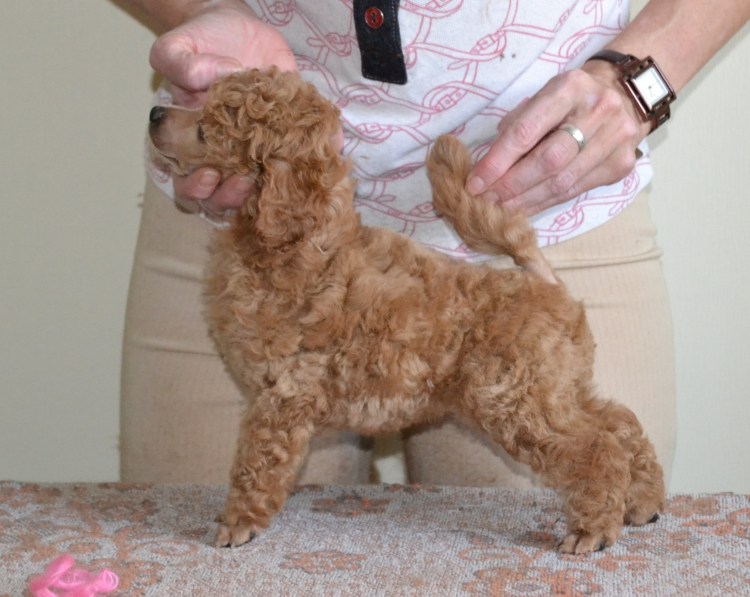 Гибрид шпица и пуделя