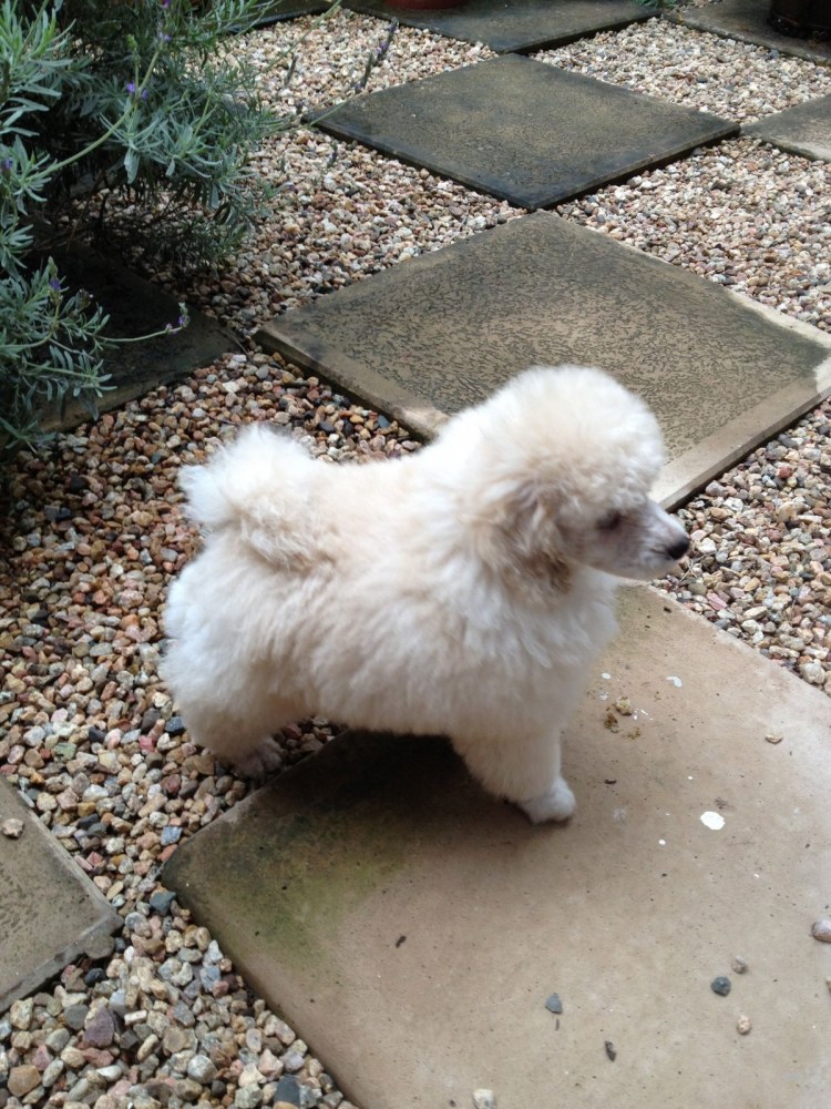 Мальтипу микро собака