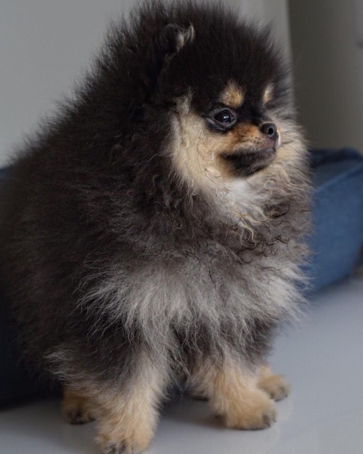 Мальтипу мини f1 стрижка