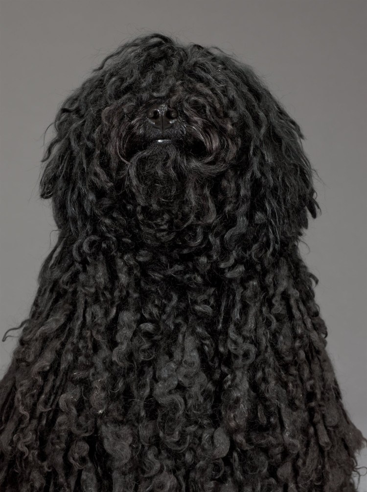 Черная кучерявая собака