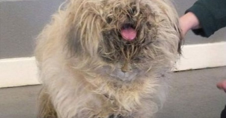 Лохматая собака с колтунами