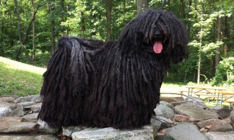 Породы пули (венгерская овчарка)