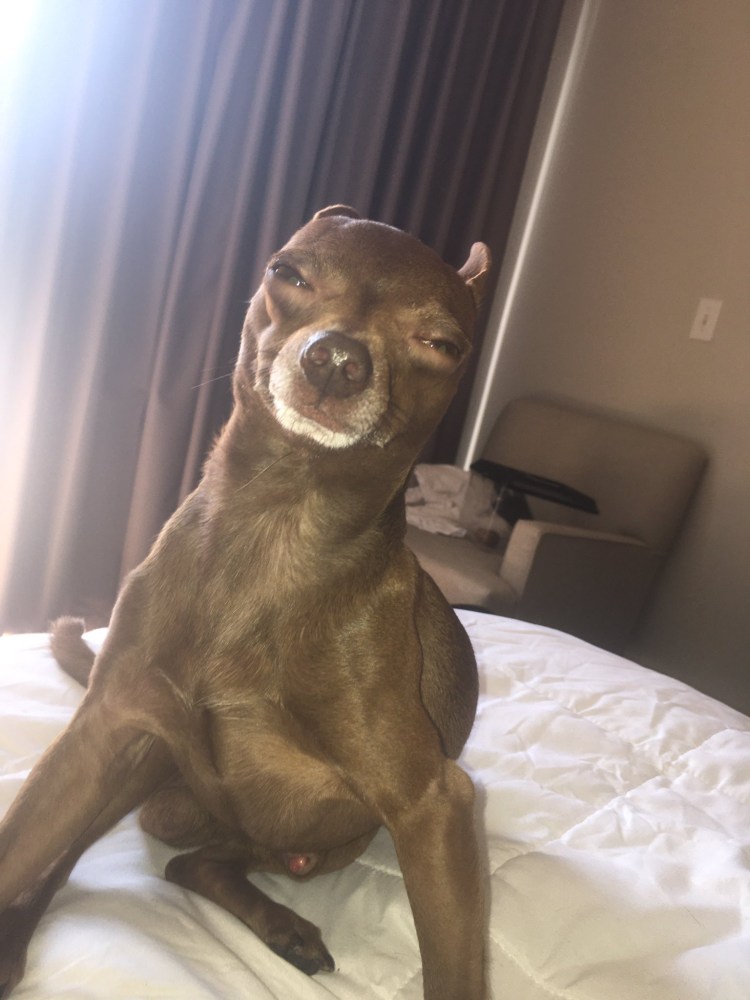 Собака сидит как человек