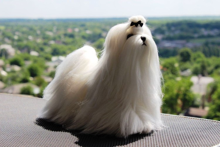 Породы собак Мальтийская болонка