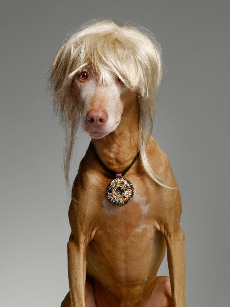 Собака с длинной челкой