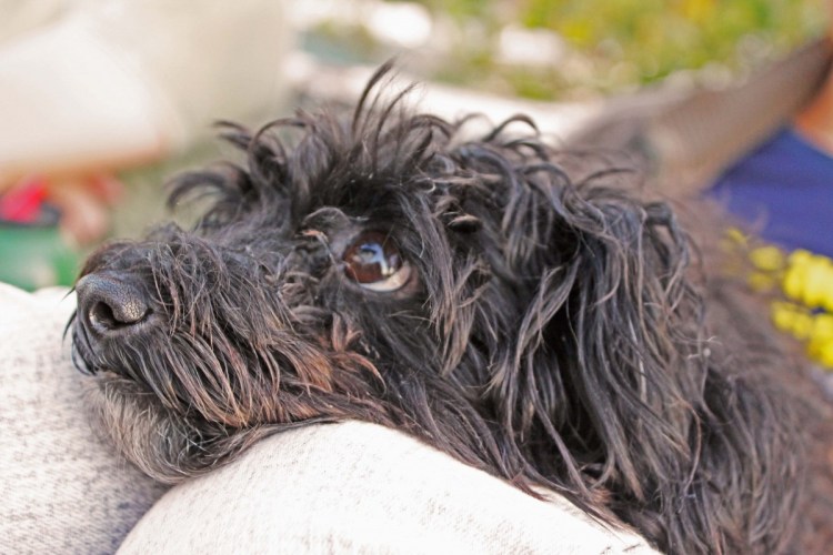 Черная лохматая собачка
