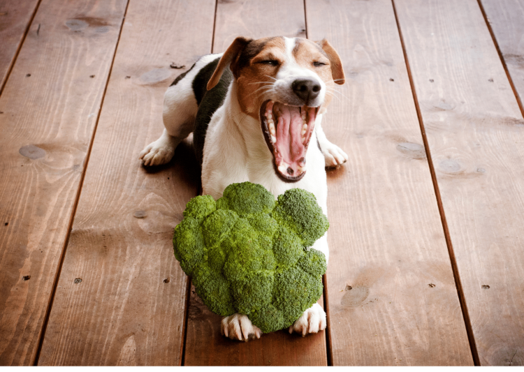 Собачка с огурцом