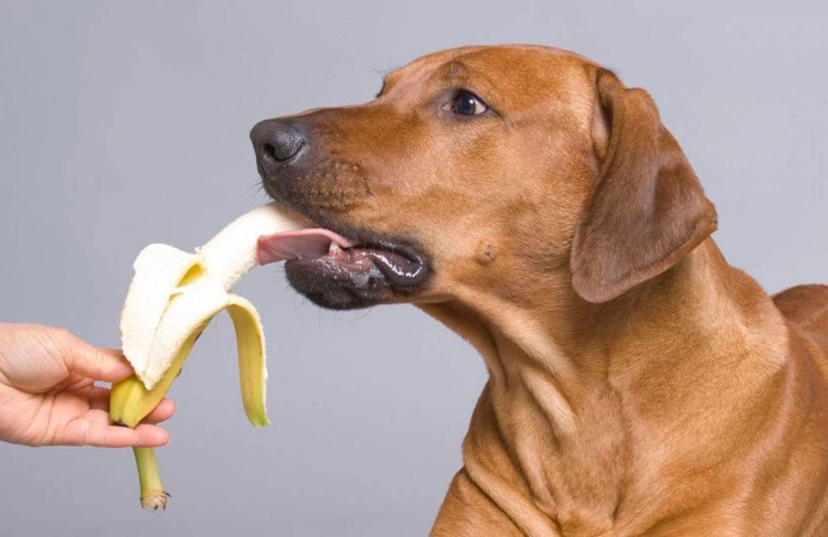 Белая собака ест