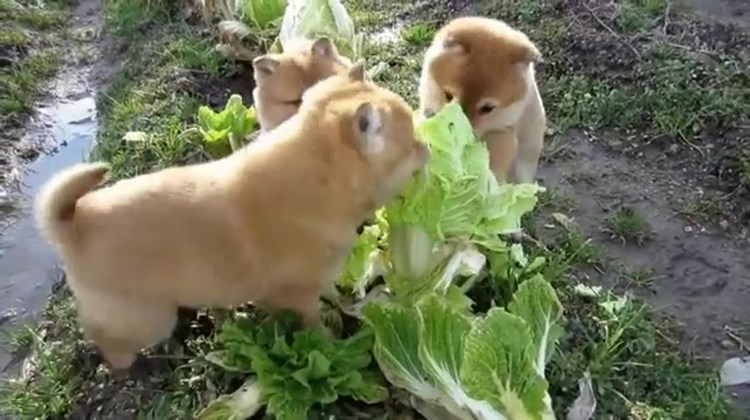 Собака и цветная капуста gif