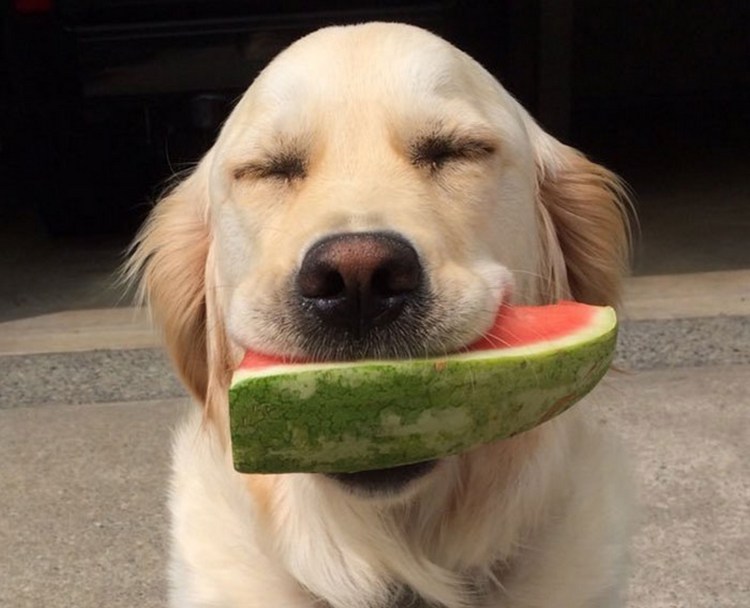 Собака ест консервы