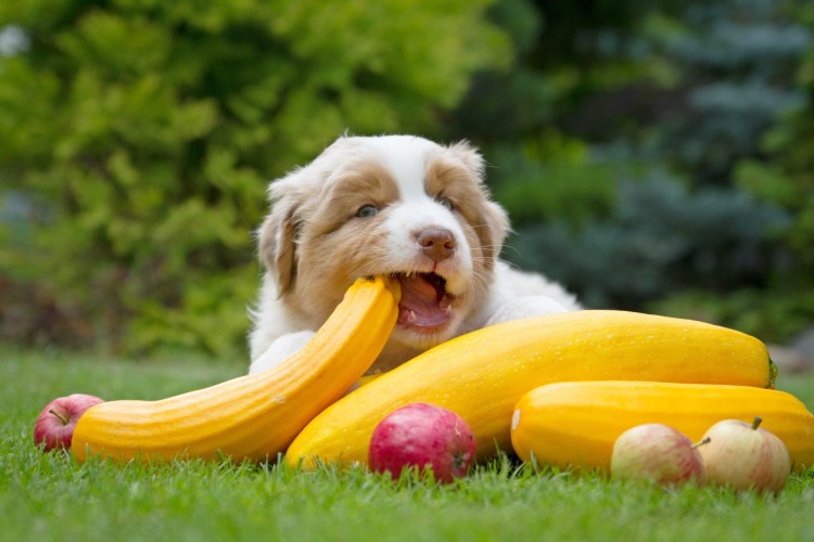 Собака огурец