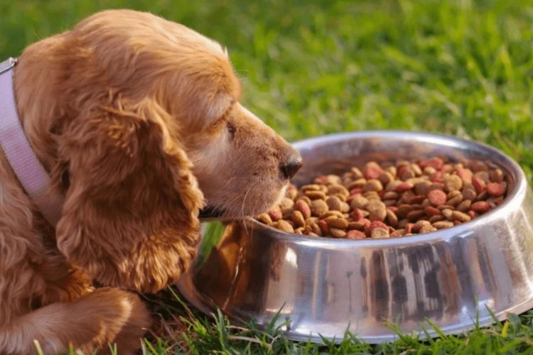 Кормление собак