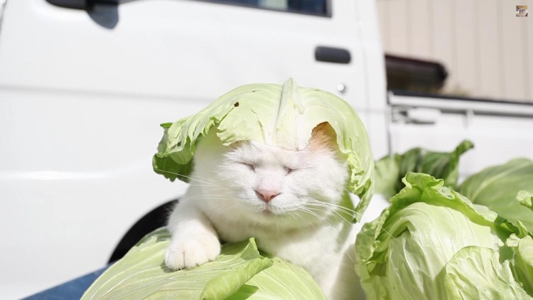 Собака ест овощи