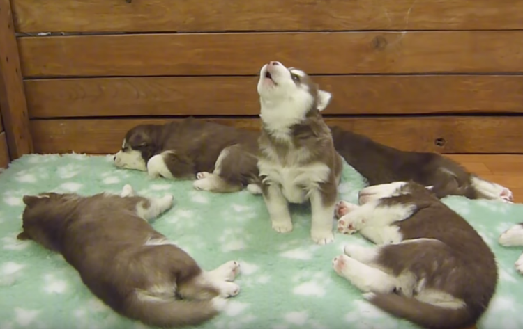 Хаски с новорожденными щенками