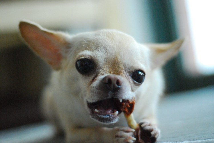 Страшные морды животных