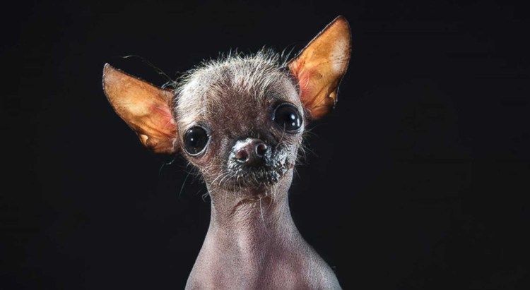 Китайская хохлатая Сэм