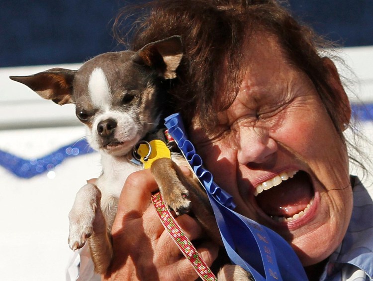 Китайская хохлатая сутулая