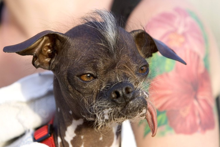 Китайская хохлатая сутулая