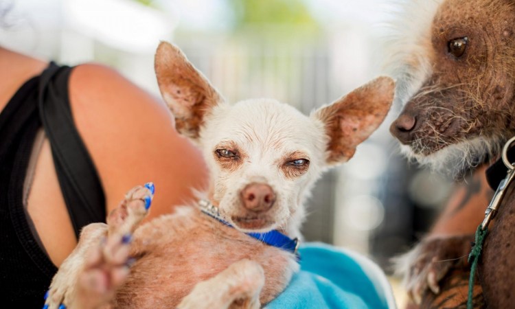 Чихуахуа хохлатая