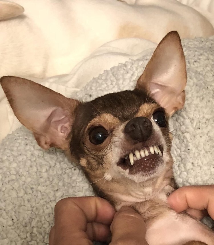 Чихуахуа Хуа злая