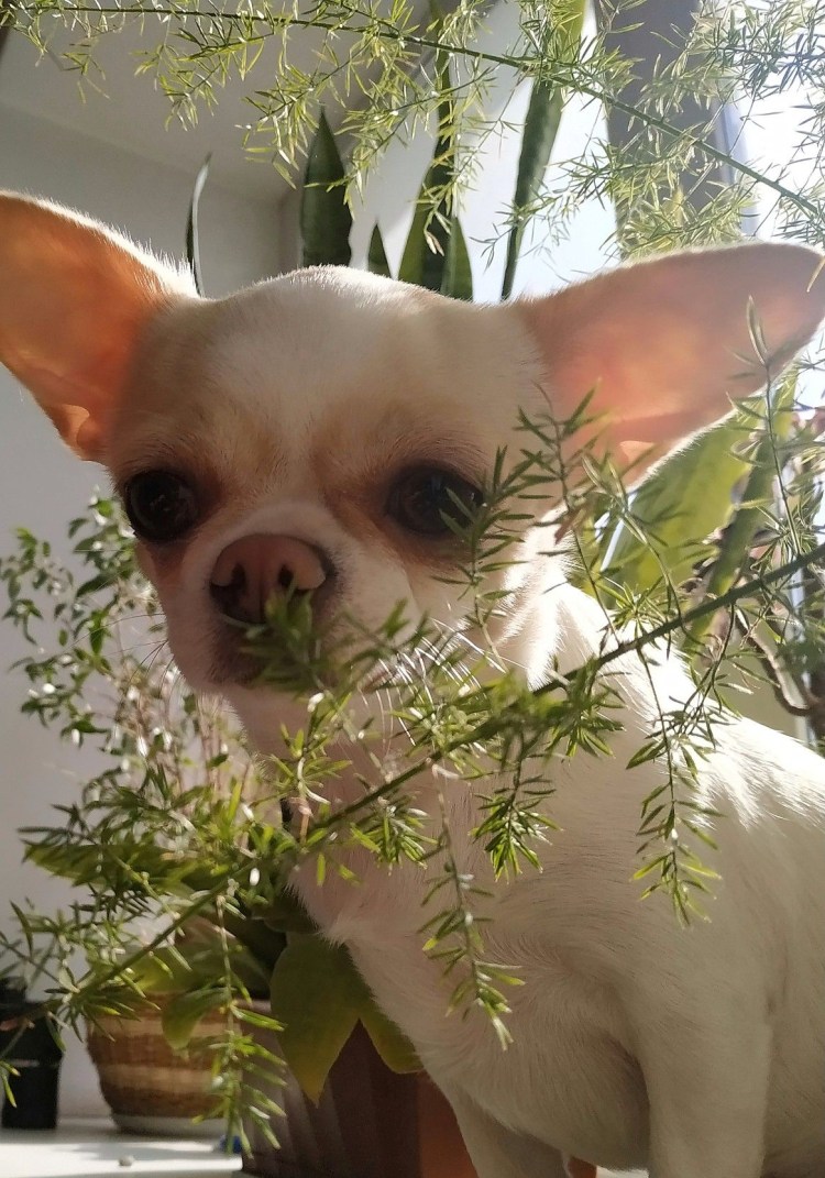 Злая собака чихуахуа