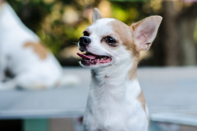 Китайская хохлатая Сэм