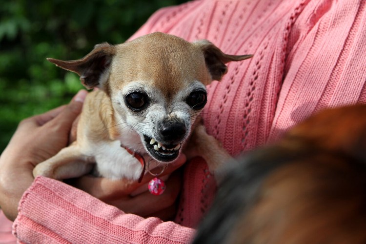 Китайская хохлатая Сэм