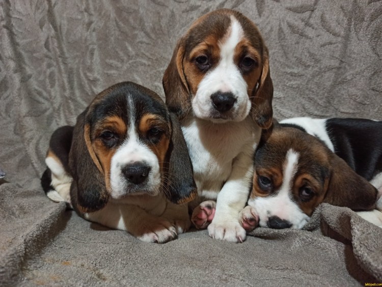 Английская гончая фоксхаунд