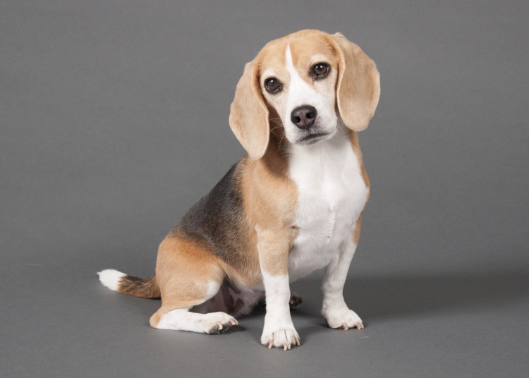 Бигль собака