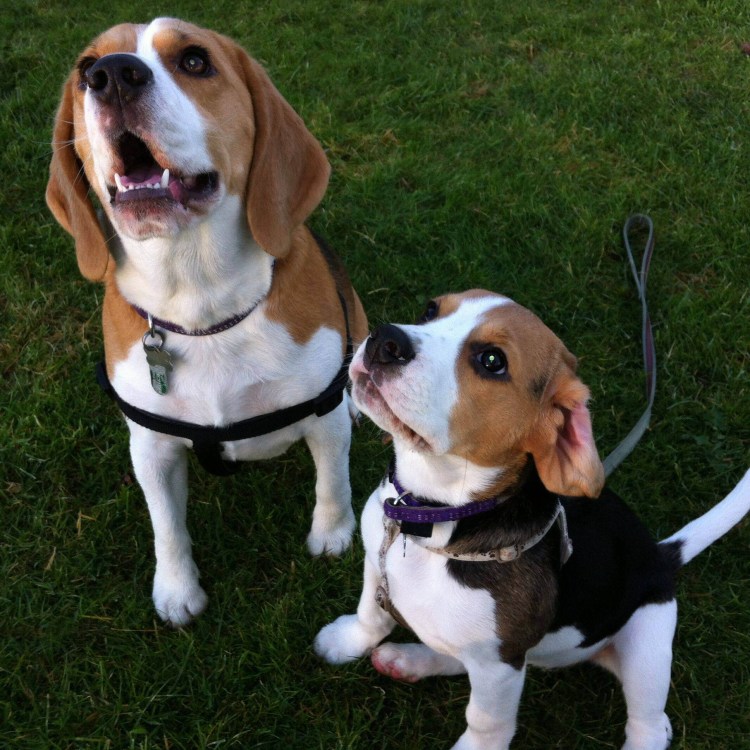 Бигль харьер