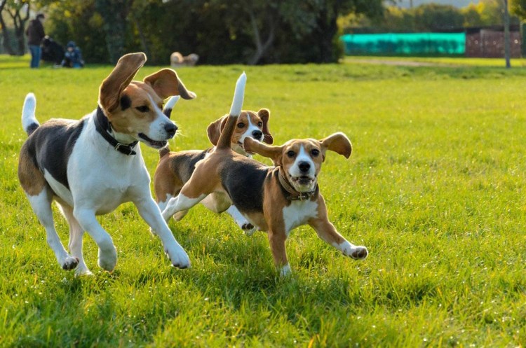 Французский Бигль харьер