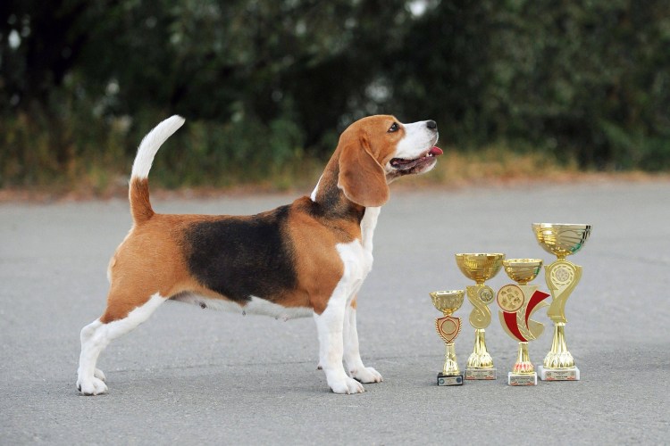 Собака компаньон для квартиры большие