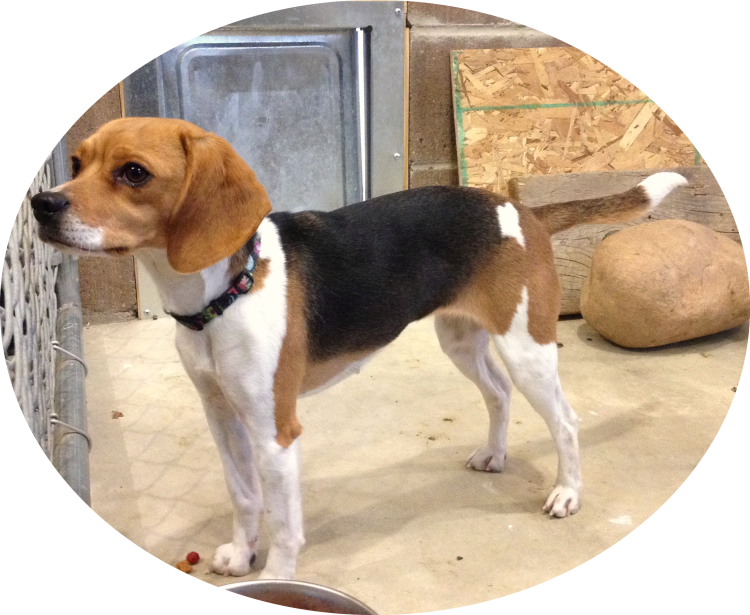 Эстонский Бигль