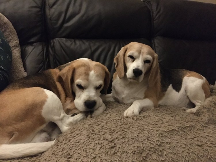 Эстонская гончая и Бигль метис