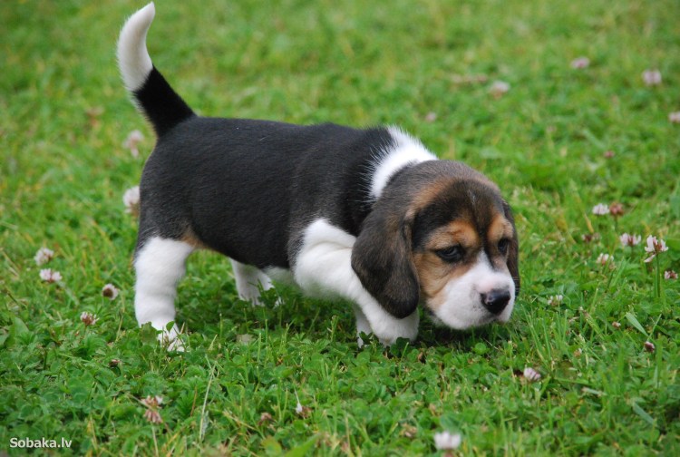 Бигль старый