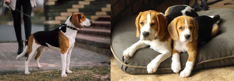 Мини Бигль собака