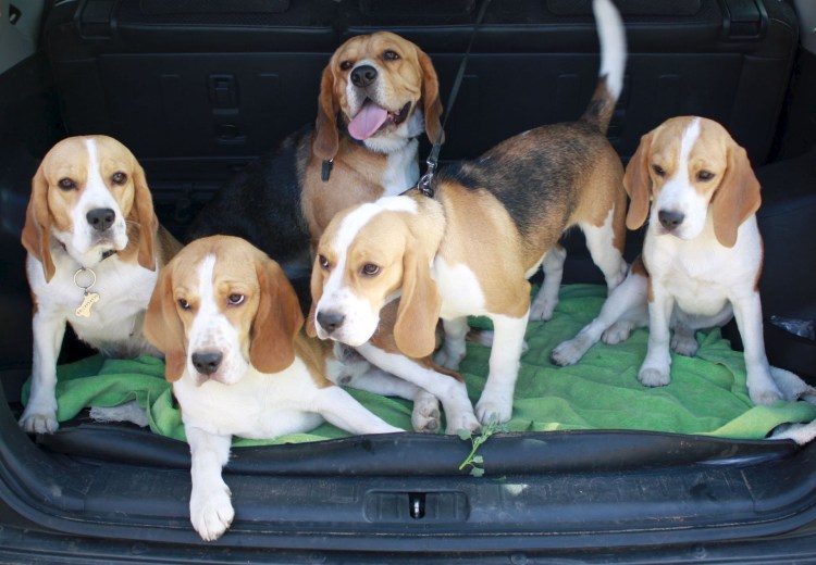 Бигль собака щенята бигля