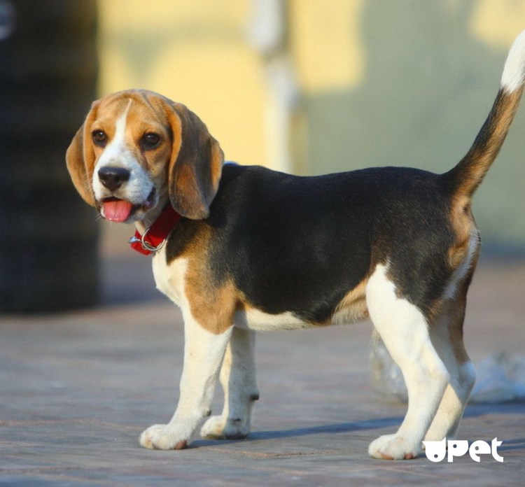 Порода Бигль харьер